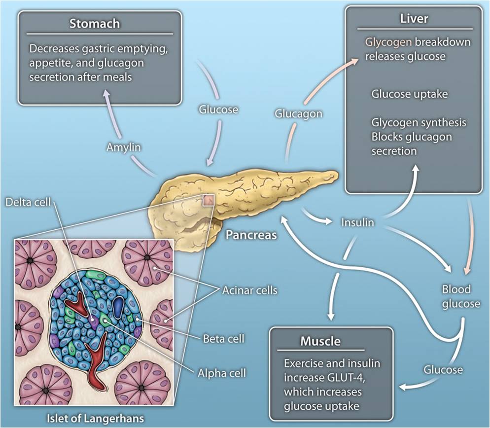 Pancreas and Hormones
